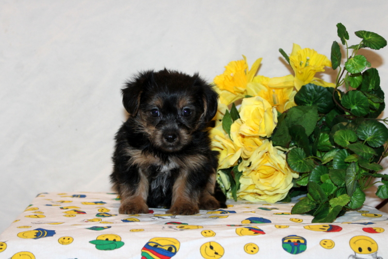 puppy, for, sale, Shorkie-Poo, Matthew B. Stoltzfus, dog, breeder, Gap, PA, dog-breeder, puppy-for-sale, forsale, nearby, find, puppyfind, locator, puppylocator, aca